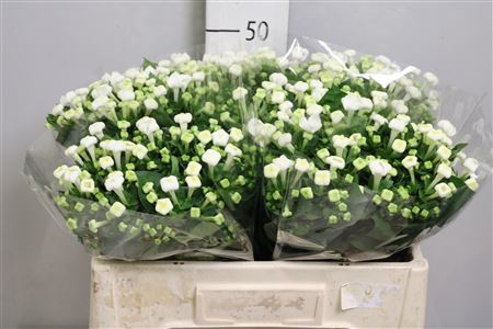 <h4>Bouvardia EN 'White Sensation'</h4>
