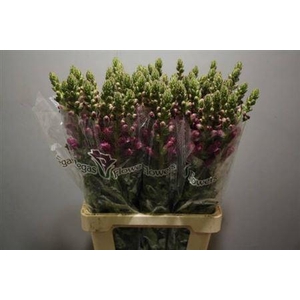 Antir Potomac Crimson