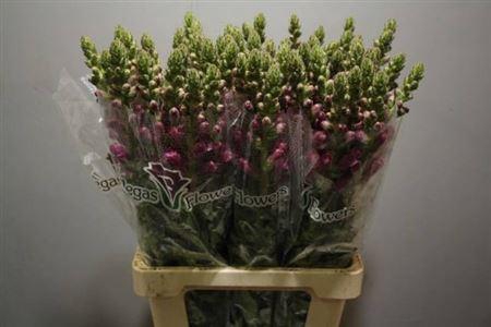 <h4>Antir Potomac Crimson</h4>