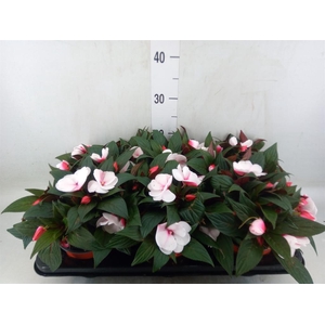 Impatiens NG 'White Pink Eye'