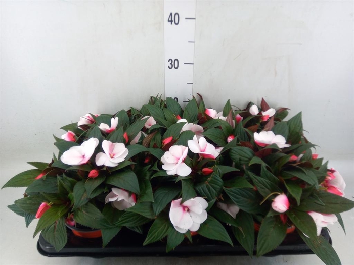 <h4>Impatiens NG 'White Pink Eye'</h4>