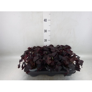 Oxalis   ...