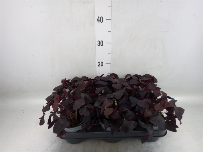 <h4>Oxalis   ...</h4>