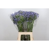 Agapanthus Blue Heaven