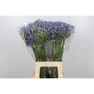 Agapanthus Blue Heaven