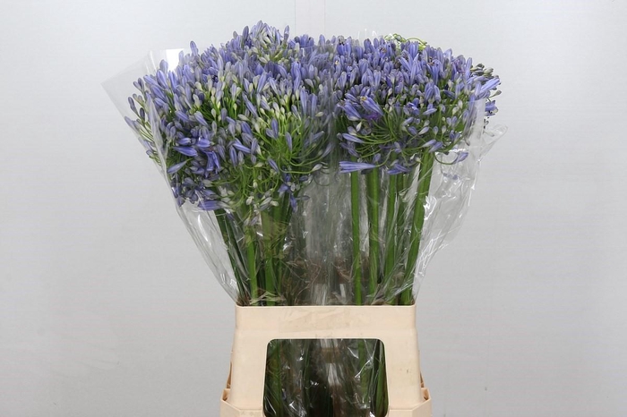 <h4>Agapanthus Blue Heaven</h4>