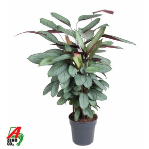 Calathea Silverstar