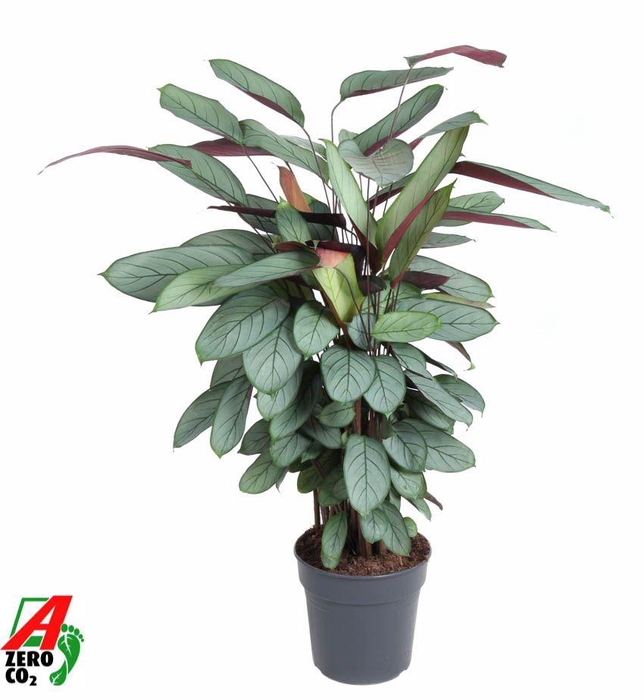 <h4>Calathea Silverstar</h4>
