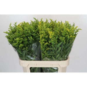 Solidago Golden Glory