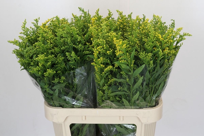 <h4>Solidago Golden Glory</h4>