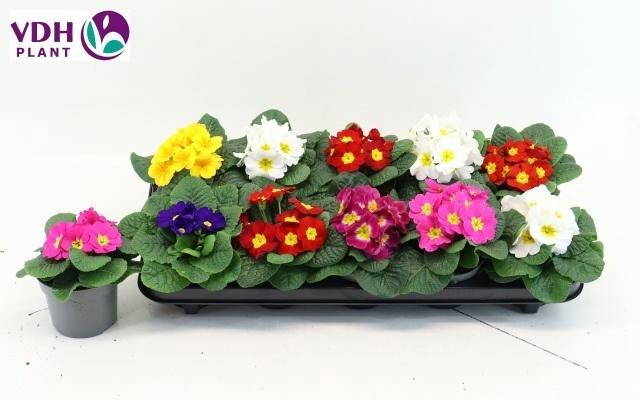 Prim Ac Paradiso Gem