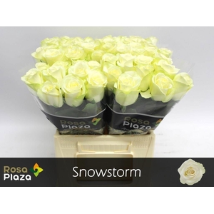 R GR SNOWSTORM+