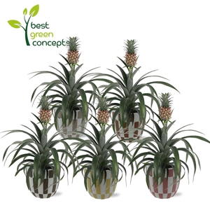 ANANAS OV