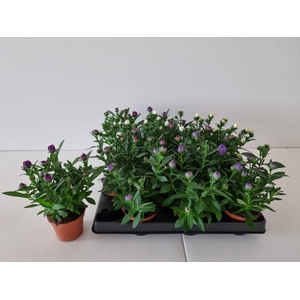 ASTER-HYBRID p6 mixtrays