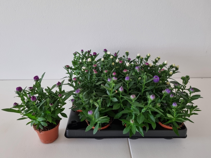 <h4>ASTER-HYBRID p6 mixtrays</h4>