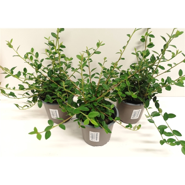 <h4>Cotoneaster Coral beauty</h4>