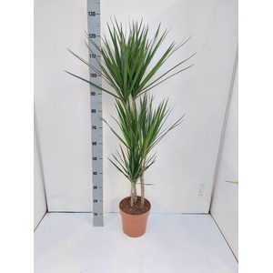DRA MARGINATA