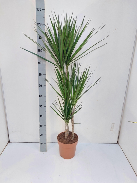 <h4>DRA MARGINATA</h4>