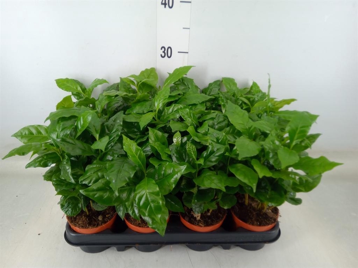 <h4>Coffea arabica</h4>