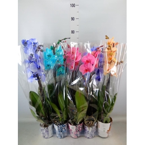 Phalaenopsis   ...