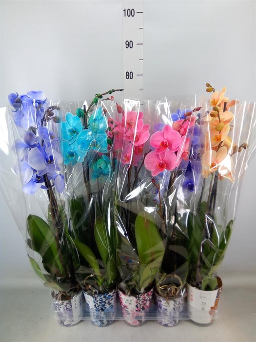 <h4>Phalaenopsis   ...</h4>