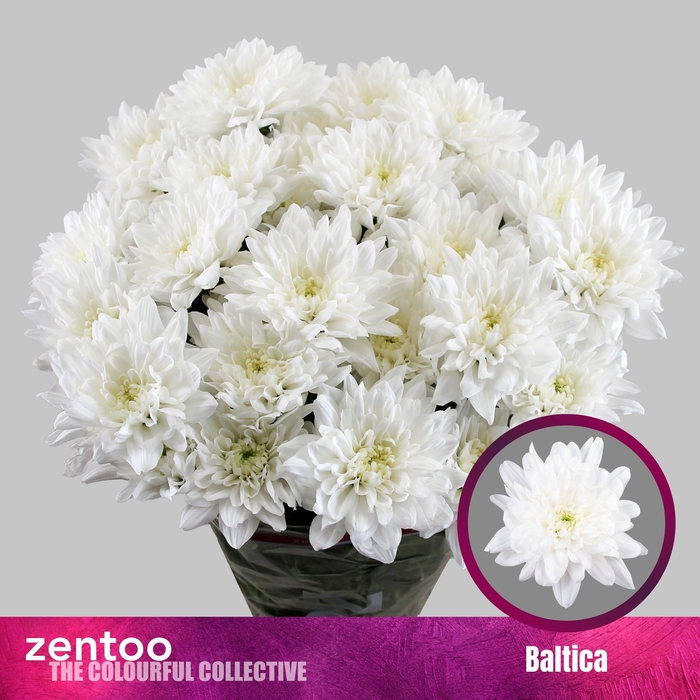 <h4>CHR T BALTICA</h4>