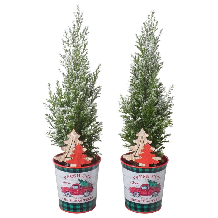 <h4>PTK25180 Ellwoodii met sneeuw in zink met decoratie</h4>