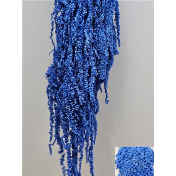 <h4>GESTABILISEERD AMARANTHUS (H) BLAUW</h4>