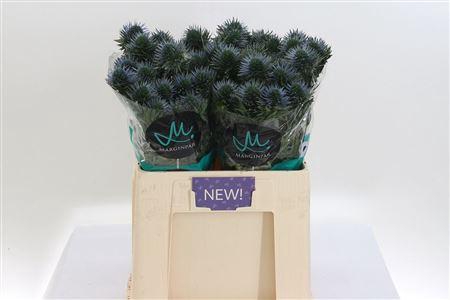 <h4>Eryngium Scorpius Qstar</h4>