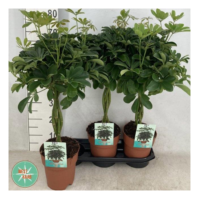 <h4>SCHEF AR COMPACTA</h4>