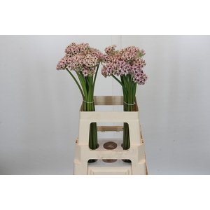 Allium Silverspring