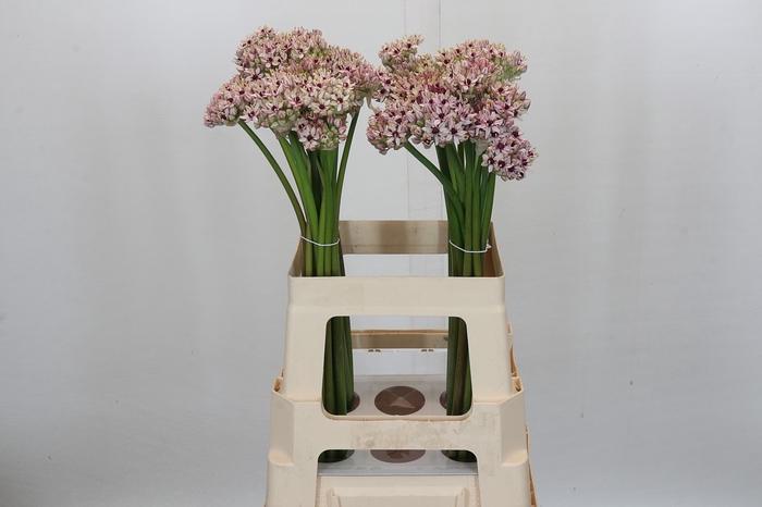 Allium Silverspring