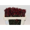 Leucadendron Blush Spray