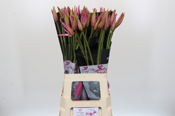 <h4>Amarine Paris</h4>