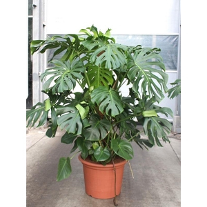 Monstera deliciosa