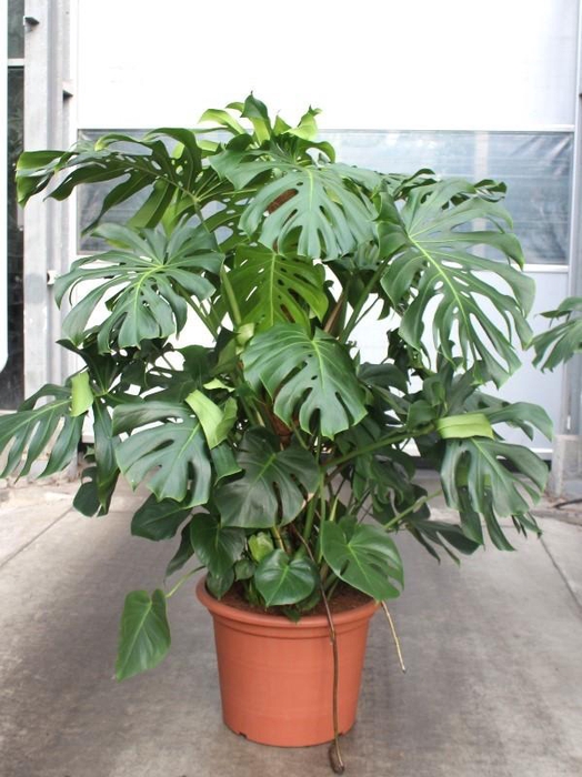 <h4>Monstera deliciosa</h4>