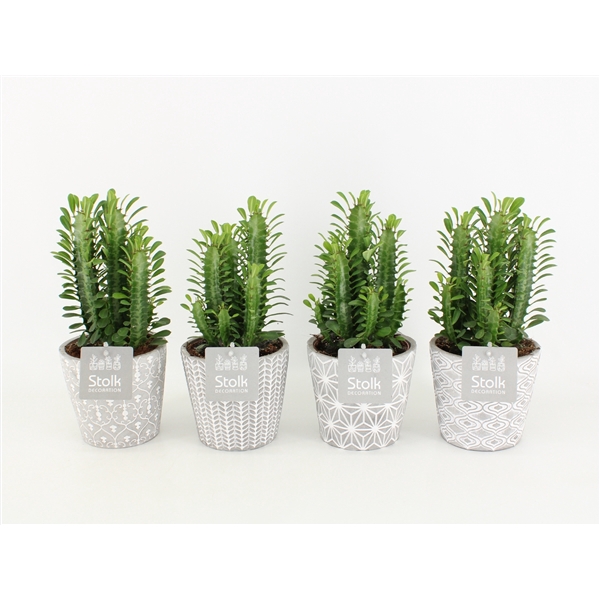 <h4>Euphorbia Trigona Groen in Star Pot</h4>