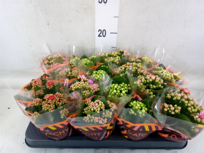 <h4>Kalanchoe blos.   ..rosebud mix  5</h4>