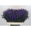 Aster Baby Parade
