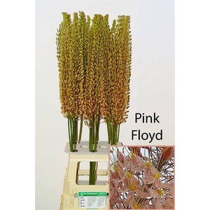 Eremurus Pink Floyd Buitenmeer