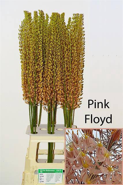 <h4>Eremurus Pink Floyd Buitenmeer</h4>