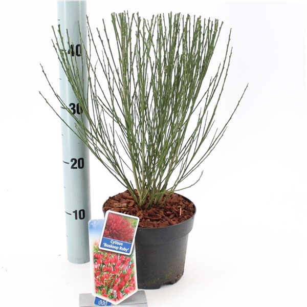 <h4>Cytisus praecox 'Boskoop Ruby'</h4>