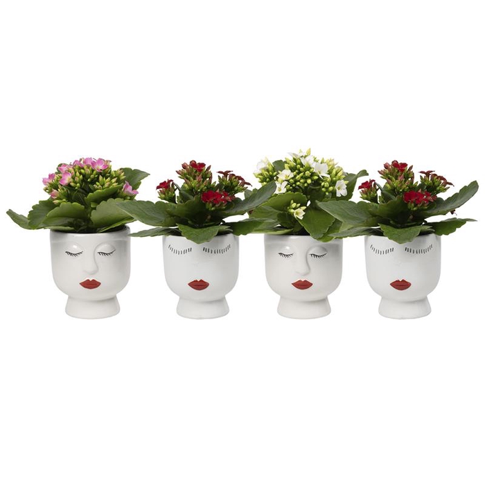 KALANCHOE BLOSSFELDIANA