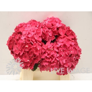 Hydrangea my mon amour red