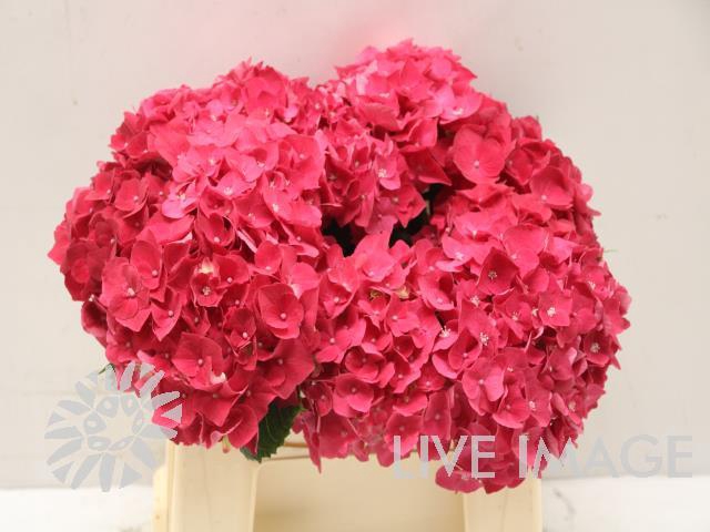 <h4>Hydrangea my mon amour red</h4>