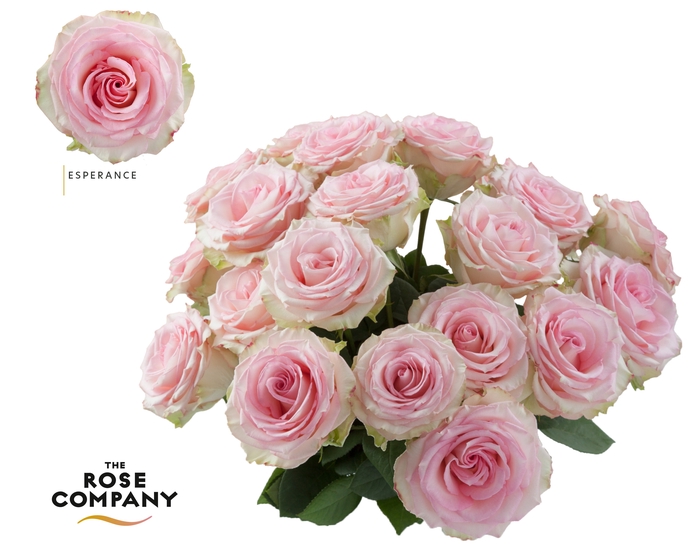 <h4>Rosa Ec Esperance</h4>