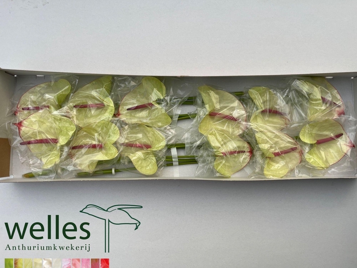 <h4>Anth A Kaseko</h4>