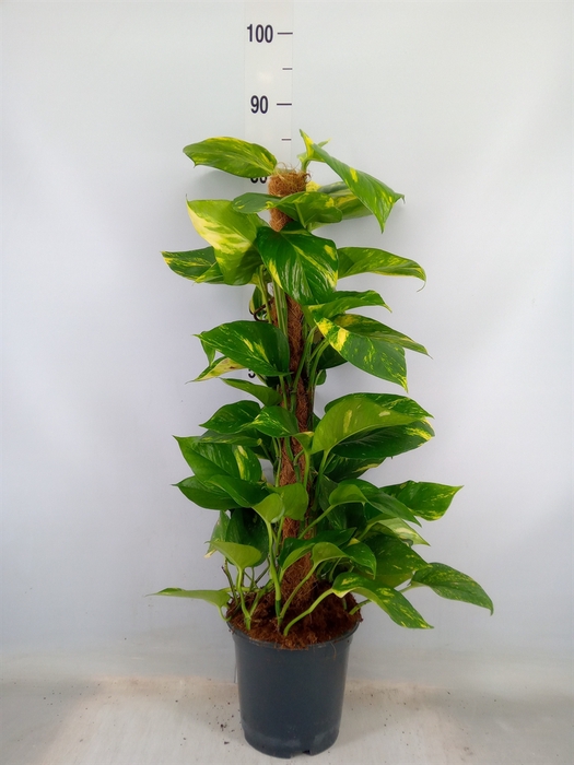 <h4>Epipremnum pinn.   ...moss stick</h4>