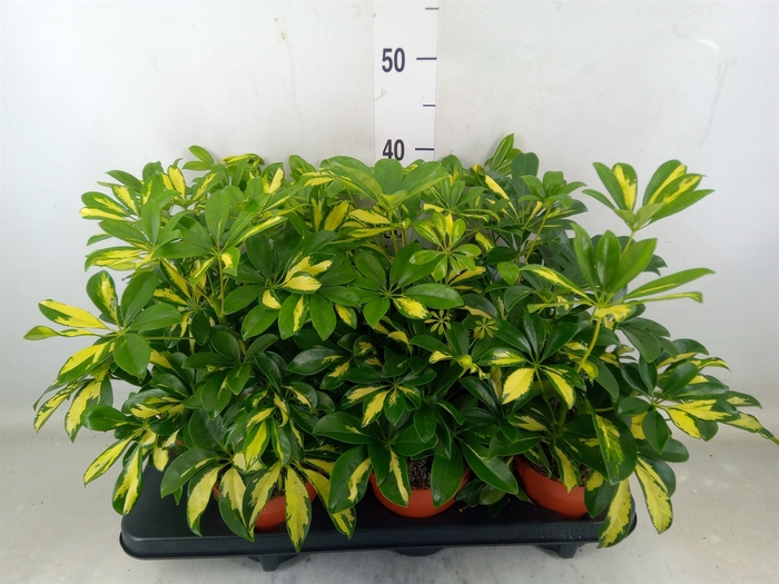 <h4>Schefflera arbor. 'Gerda'</h4>