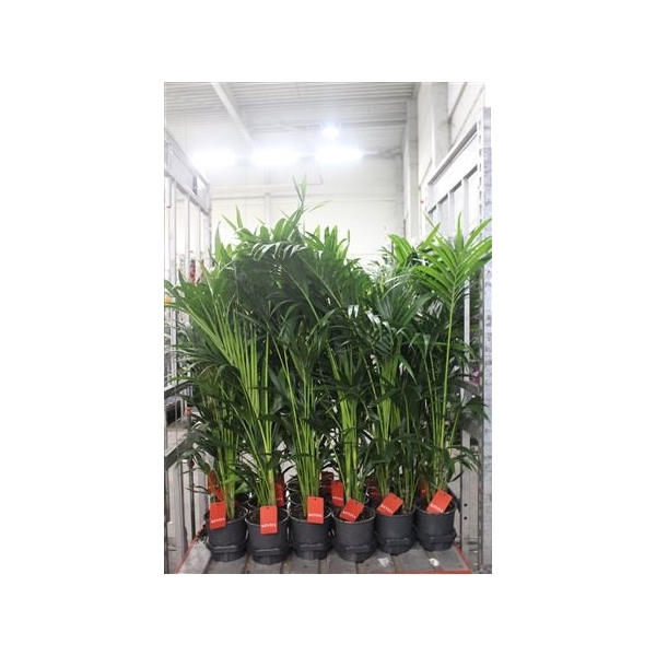 <h4>Howea Forsteriana 4pp</h4>